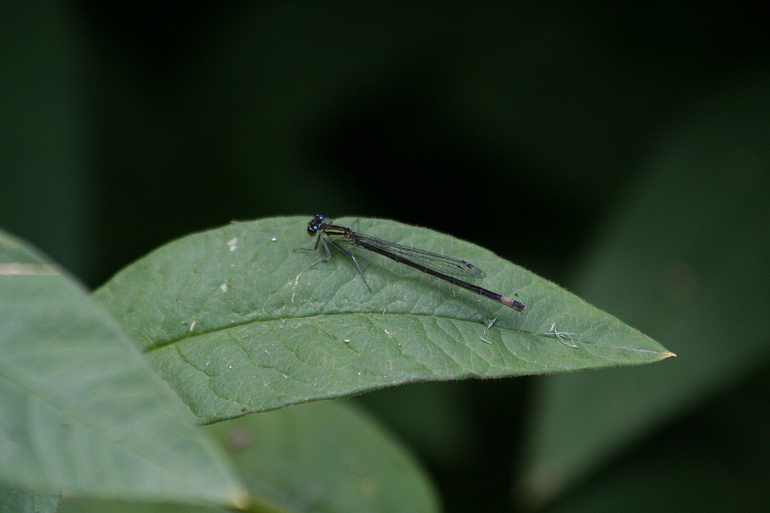 Ishnura elegans?